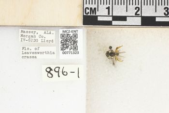 Media type: image;   Entomology 771323 Aspect: Labels